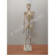 Скелет людини 85 см
